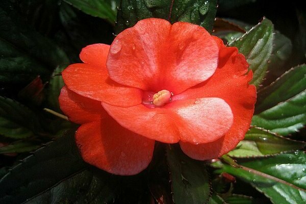 Balsam New Guinea