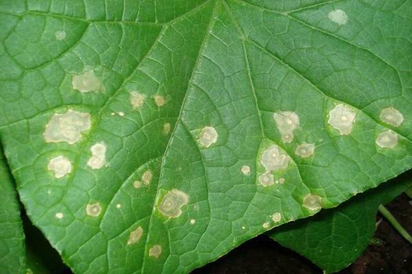 white spots on cucumber leaves
