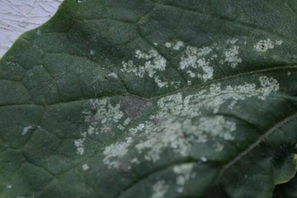 white spots on cucumber leaves