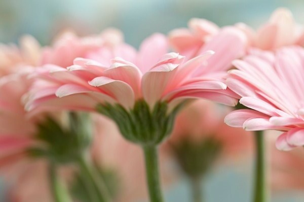 foto gerbera