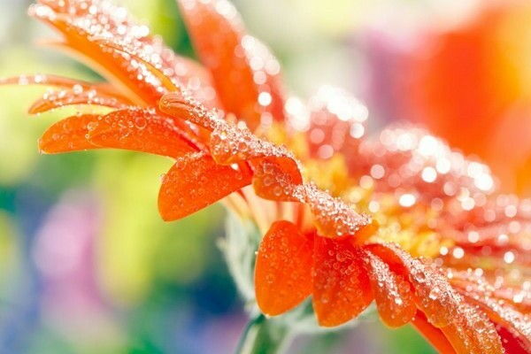 foto gerbera