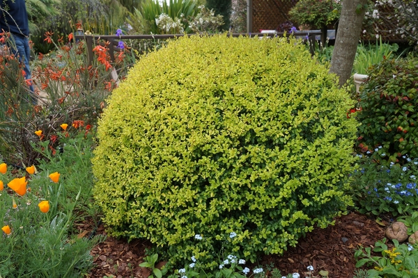 privet photo