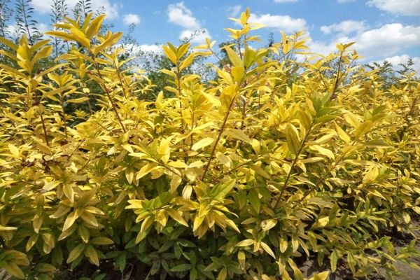 privet description
