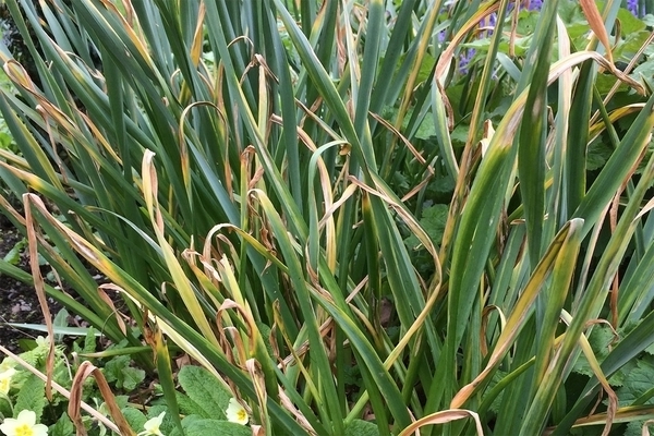 narcissus disease and pests