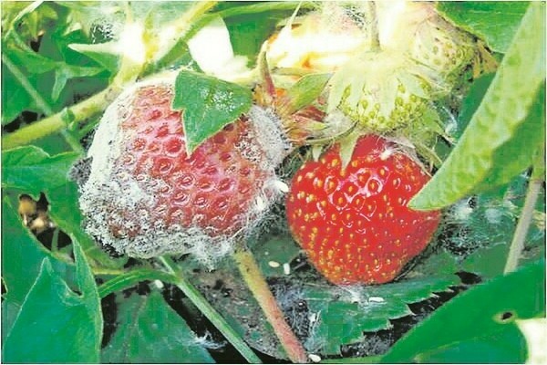 Doença do morango com fotos