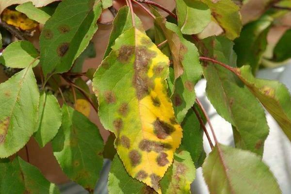 apple diseases