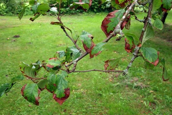 apple diseases