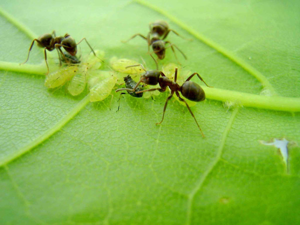 controle de formigas