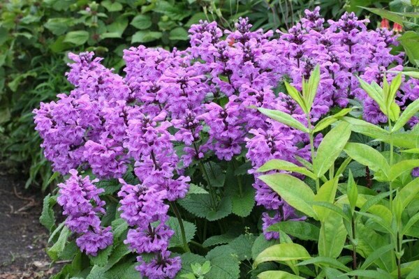 lettre initiale fleur vivace