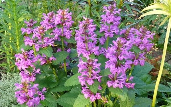 lettre initiale fleur culture vivace