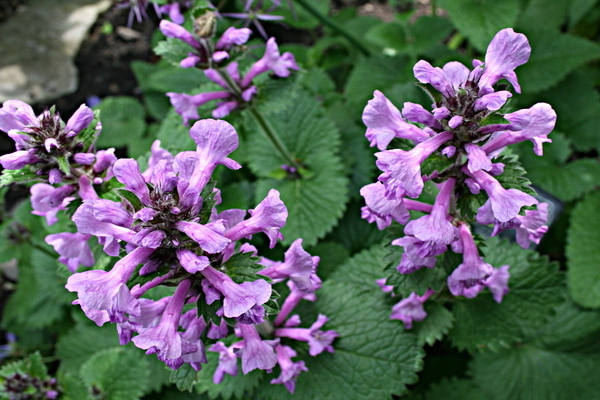 lettre initiale fleur soins vivaces