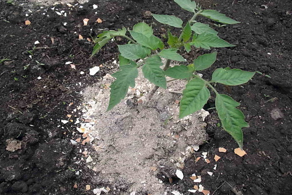 How to feed tomatoes after planting in the ground, timing