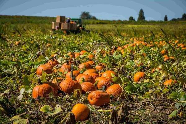 growing pumpkin
