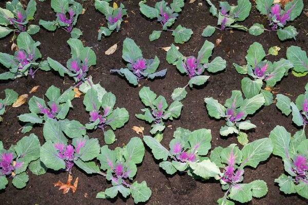 Ornamental cabbage