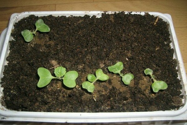 Cabbage decorative planting and care