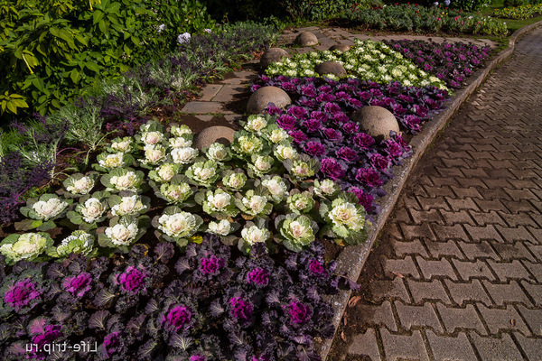 Ornamental cabbage: photo