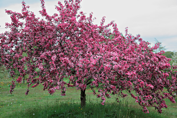 pommiers Profusion