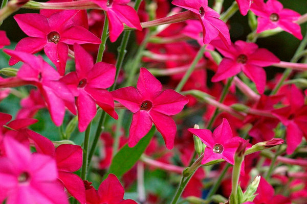 Flowers fragrant tobacco