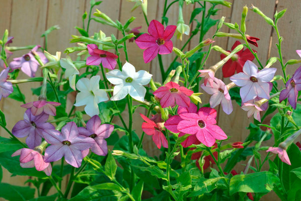 Scented tobacco planting