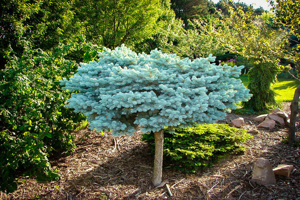 Spruce prickly glauka globoza