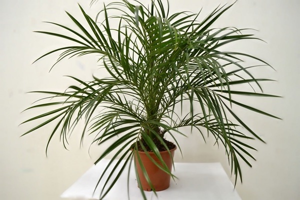 date palm photo