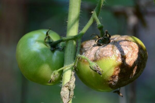 Phytophthora em tomate: informações sobre a doença