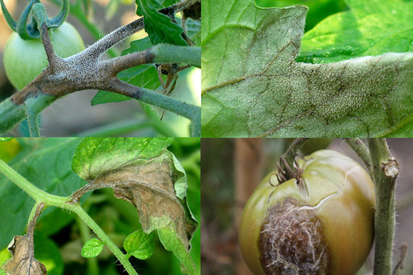 Phytophthora em tomates: tipos