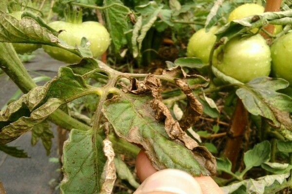 Tomates infectados: requeima no solo. Causas da doença