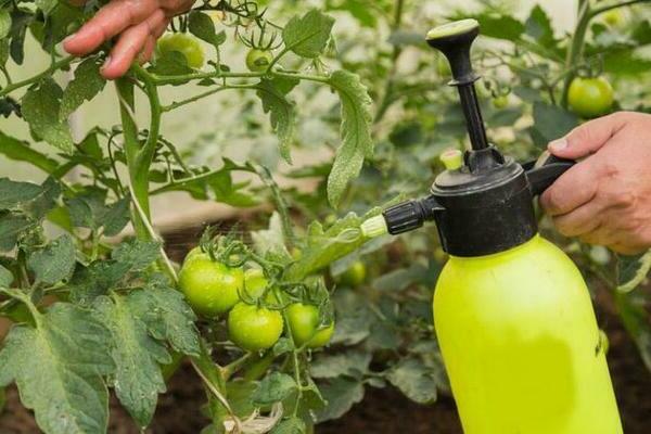 Processamento de tomates da requeima: tratamentos químicos