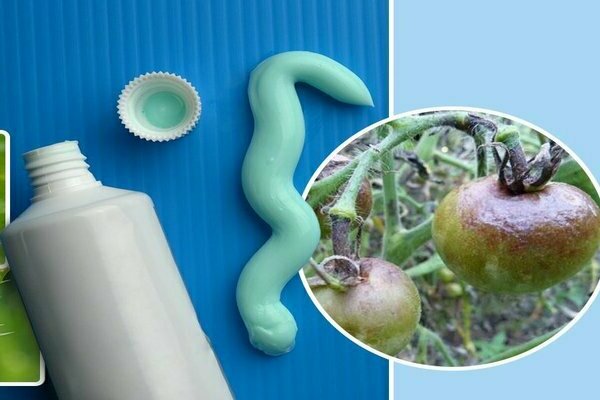 Processamento de tomates da requeima: remédios populares