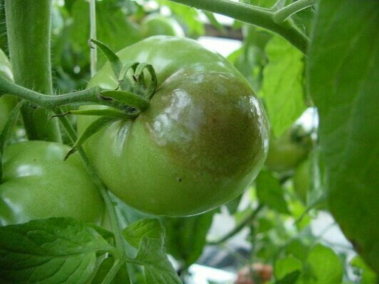 Sinais e características da doença, como tratar o tomate da requeima