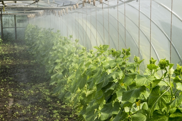 how to feed cucumbers in a greenhouse