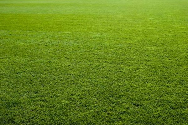 Herbe à gazon désherbante : comment choisir