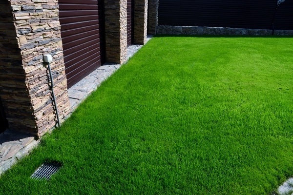 Herbe à gazon désherbante : variétés