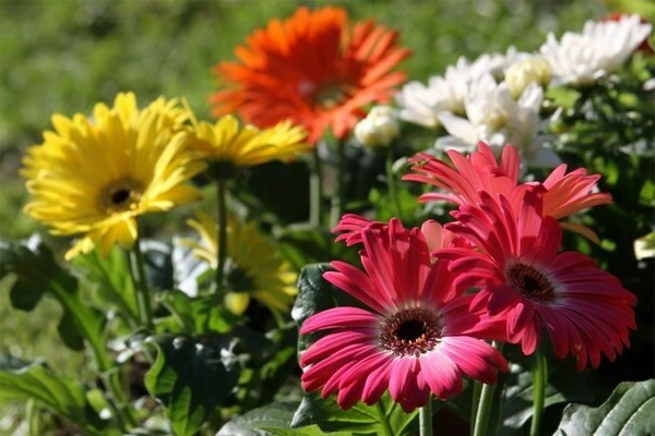 gerbera230