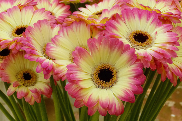 buquê de fotos de gerbera