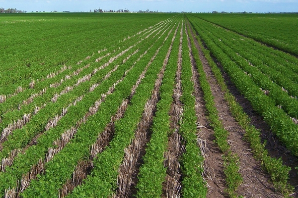 herbicides