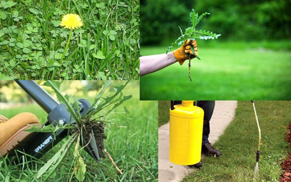 herbicide ground