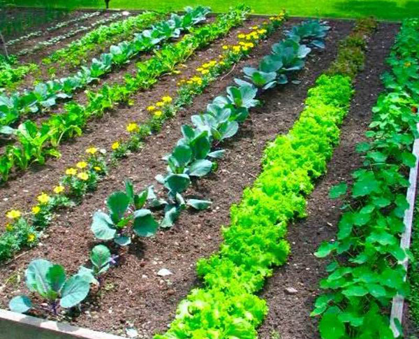 herbicide ground