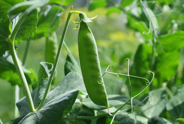 growing peas
