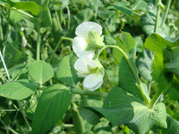 growing peas