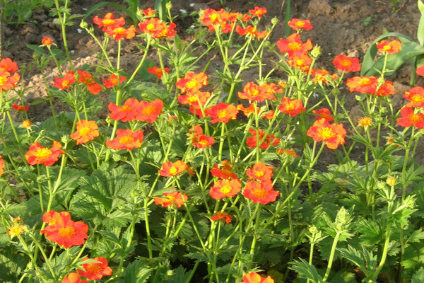 gravilat chilien