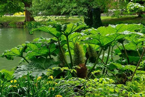 Gunner outdoor herbaceous plants