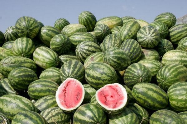 watermelon chill