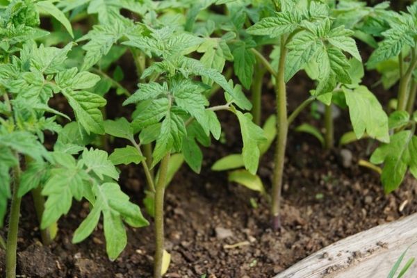 como alimentar mudas de tomate