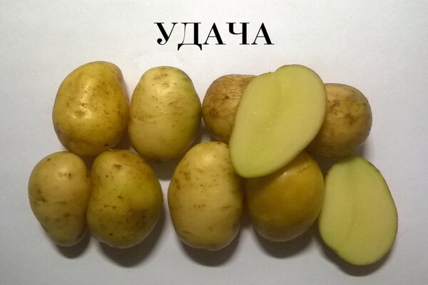 variedades de batata