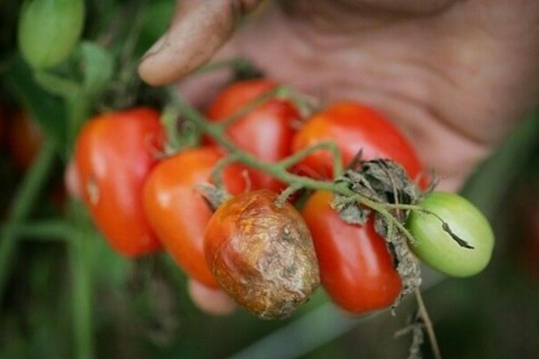 mildiou des tomates