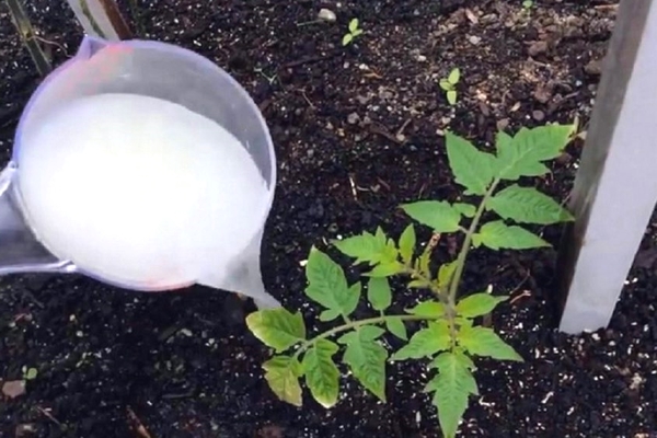 como alimentar tomates no chão
