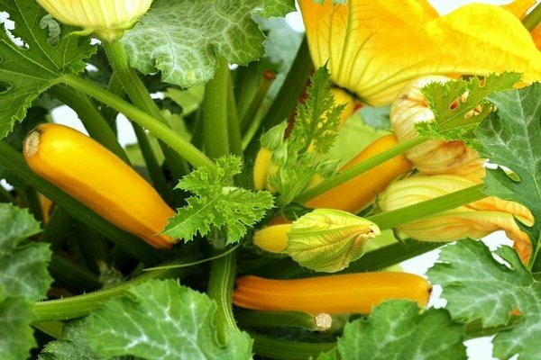Planting zucchini in open ground