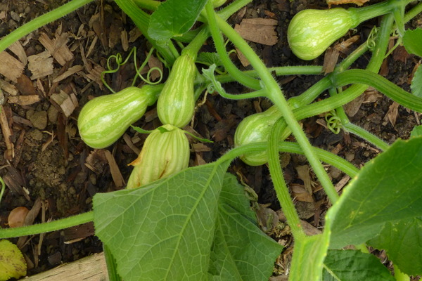 pear-shaped zucchini